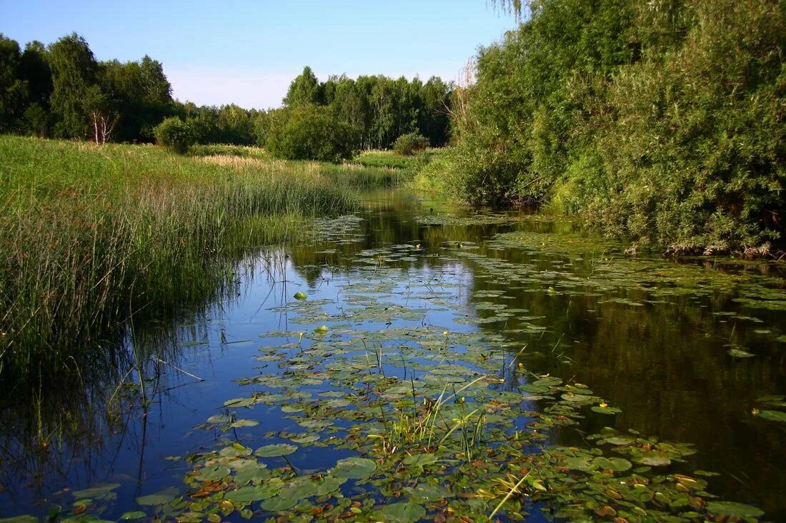 Заросли вдоль реки
