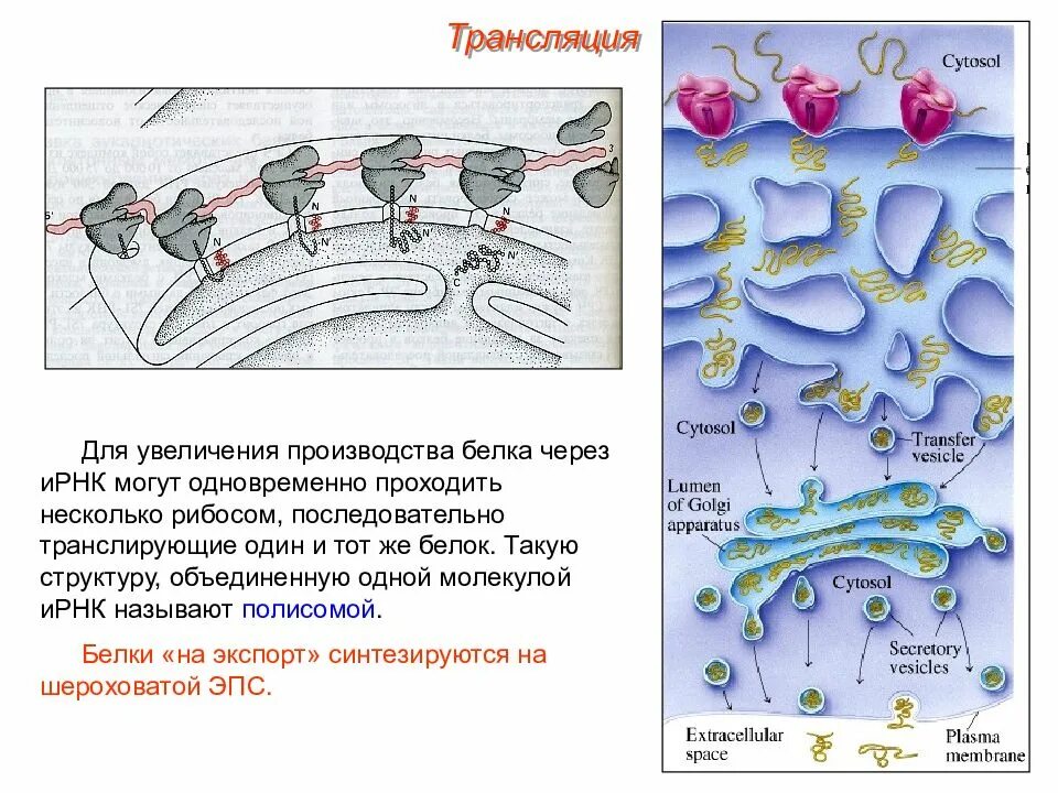 Эпс участвует в синтезе белков. Трансляция белка. Трансляция Биосинтез белка. Трансляция. Синтез белка трансляция полисома.