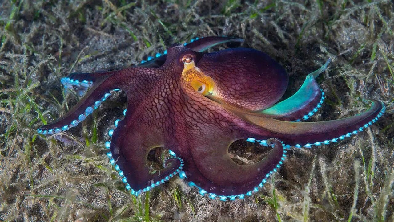 Осьминог животное или нет. Синекольчатый осьминог. Кокосовый осьминог (Coconut Octopus). Amphioctopus marginatus. Синекольчатый осьминог Австралия.