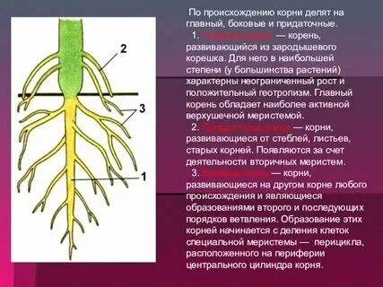 Корень развивающийся из корешка зародыша называют