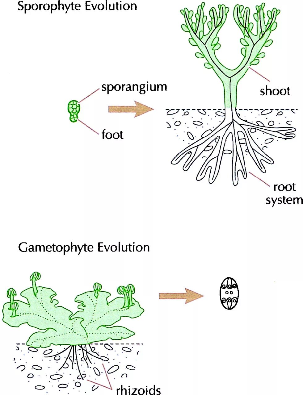 Plant origin. The Evolution of Plants. Origin of Plants. Sporophytes. Origin Evolution of Plants перевод.