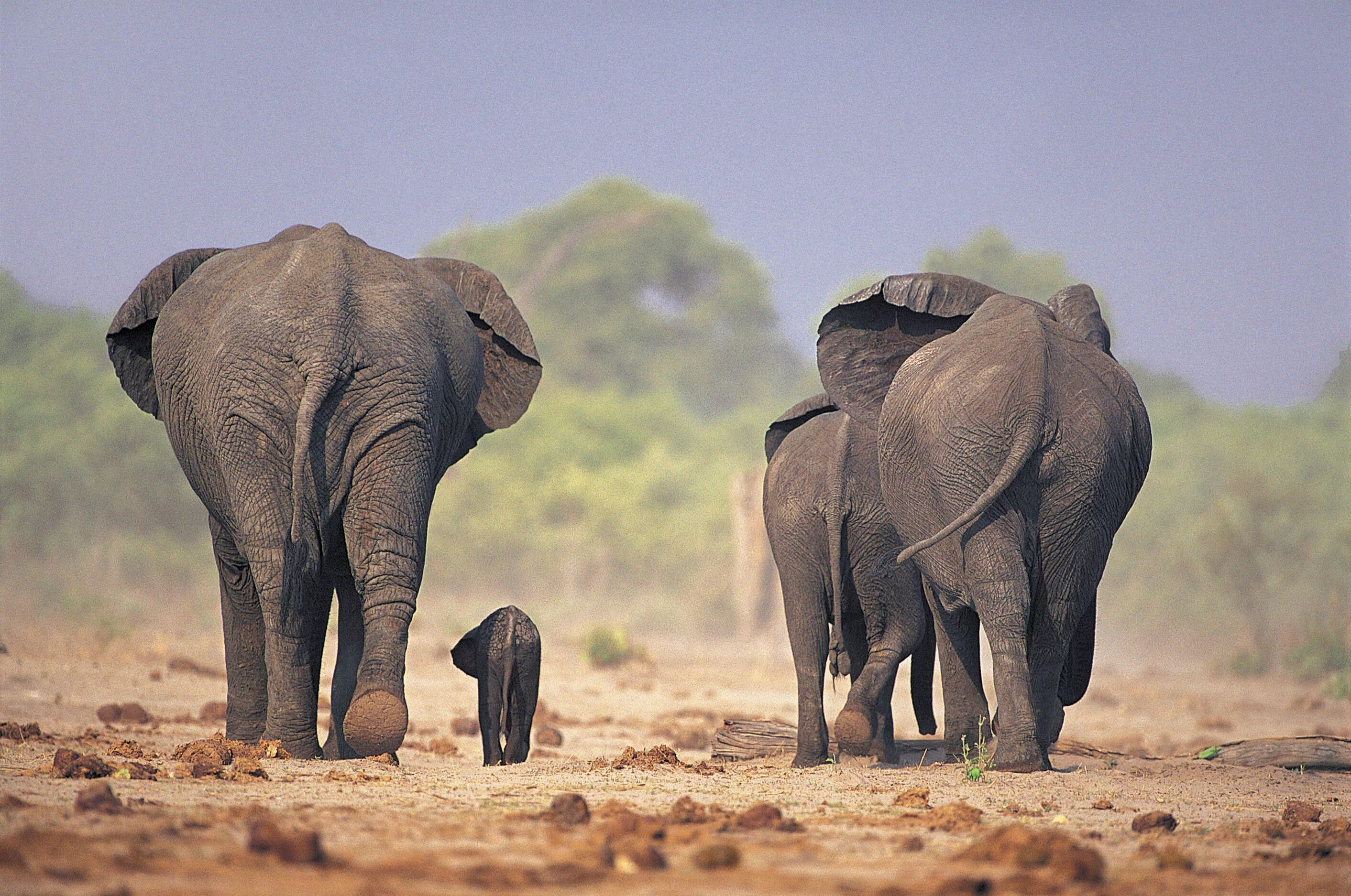 Слон. Слон фото. Слоны фото. Красивый слон. Sister elephant