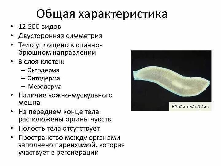 Общая характеристика червей Тип плоские черви 7. Общая характеристика червей Тип плоские. Характеристика классов плоских червей. Общие признаки типа плоские черви 7 класс. Класс ресничные сосальщики ленточные