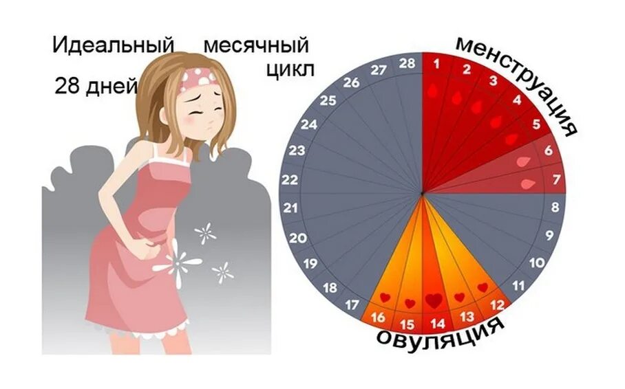 Буду через примерно неделю. Сколько длятся месячные у девочек. Цикл у девушек. Месячный цикл у женщин. Лько дней идут месячные.