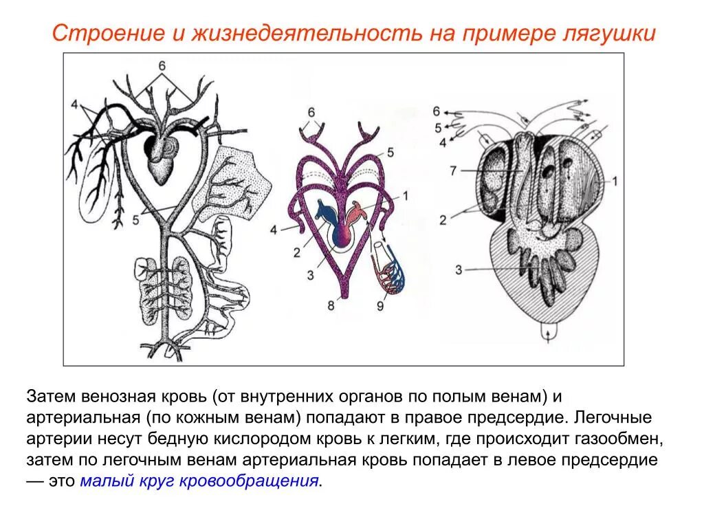 Почему кровь не смешивается. Земноводные кровеносная система круги кровообращения. Схема строения сердца и кровеносной системы лягушки. Кровеносная система и кровь у лягушки. Сердце земноводных схема.