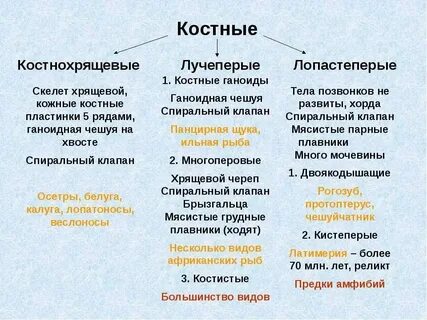 Классы хрящевых рыб таблица
