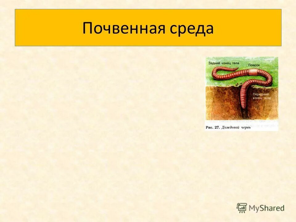 Для почвенной среды обитания характерны. Почвенная среда. Почвенная среда обитания характеристика. Особенности почвы как среды. Почвенная среда жизни.