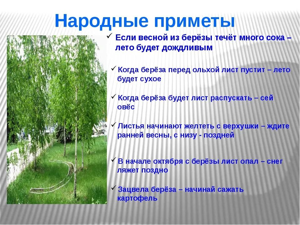 Примеры примет в россии. Народные приметы. Приметы связанные с природными явлениями. Народные приметы о природе. Наблюдение за березой летом.