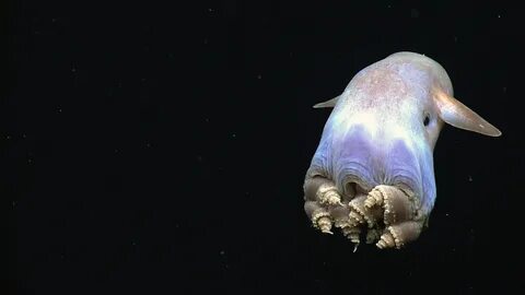 Маленькое морское существо