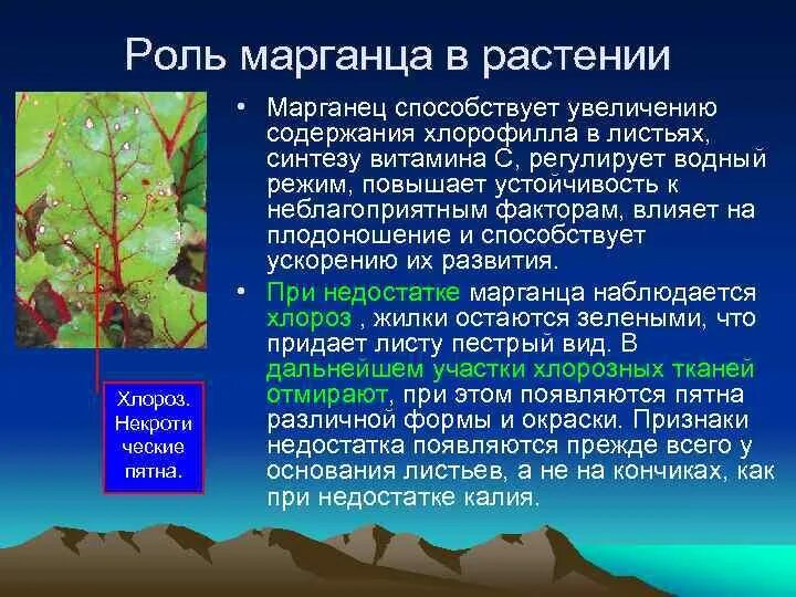 Роль элементов в растениях. Роль марганца в растениях. Марганец в растениях роль недостаток. Микроэлементы питание растений. Марганец для растений.