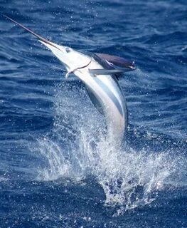 Marlin марлин