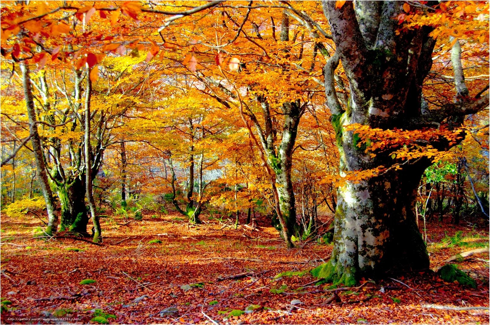 Осенние разбор. Осенний лес оамеопмеп. Осенний лес 594х841. Обои на айфон осенний лес. Осенний лес Информатика 7кл.
