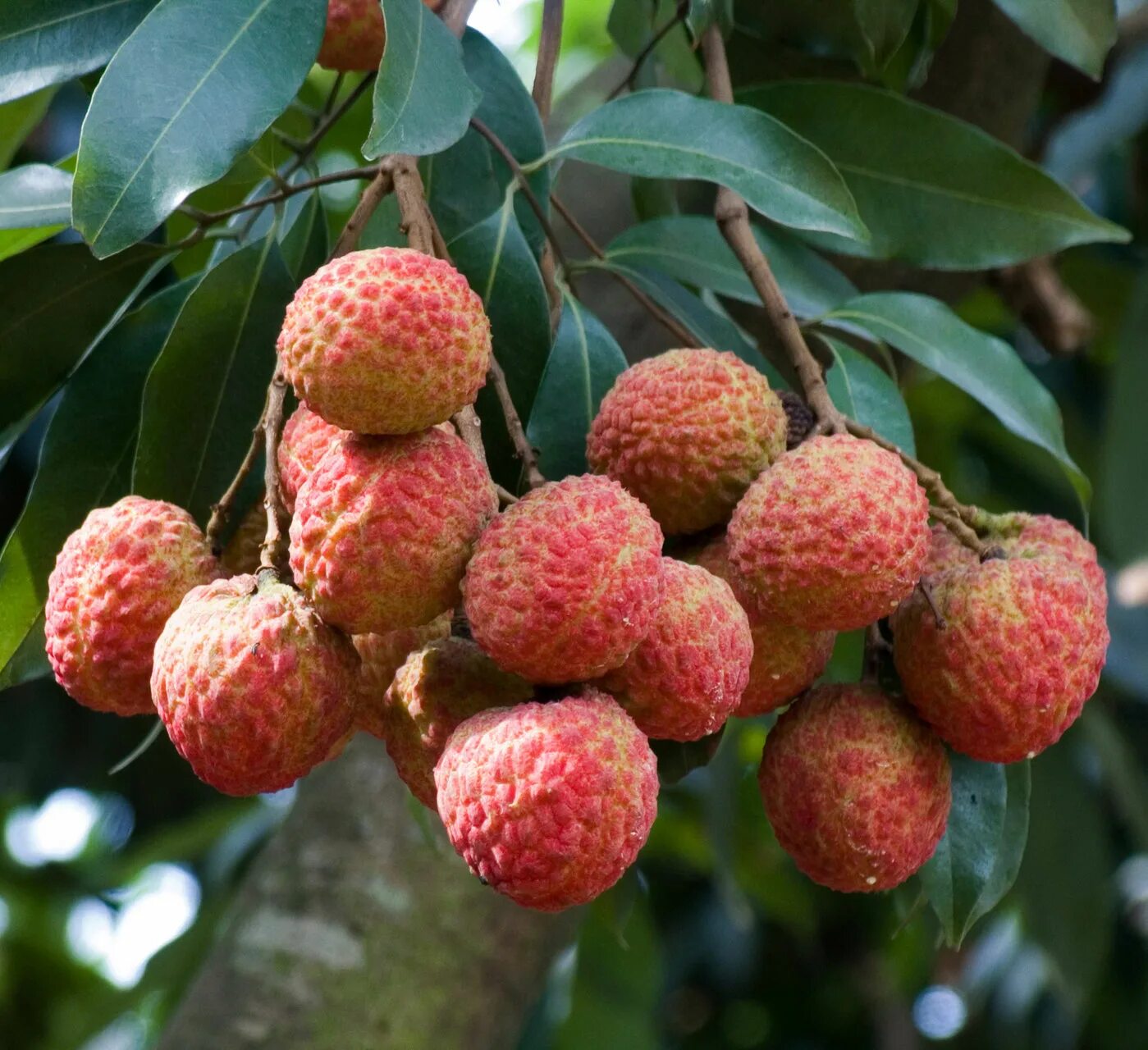 Личи где и как растет выглядит дерево. Мадагаскарский фрукт личи. Личи где и как растет выглядит дерево. Личи дерево. Китайские личи.