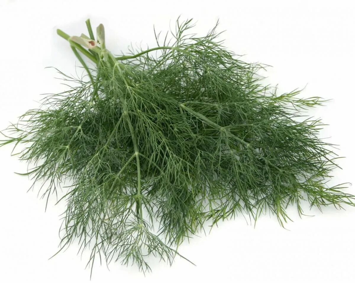 Укроп кибрай. Укроп грибовский. Пучок укроп аллигатор. Семена. Укроп дельта.