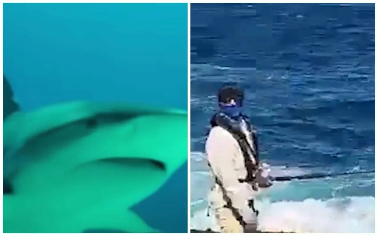 В Австралии белая акула растерзала мужчину. Австралия акула растерзала. Нападение акулы в Австралии в 2022.