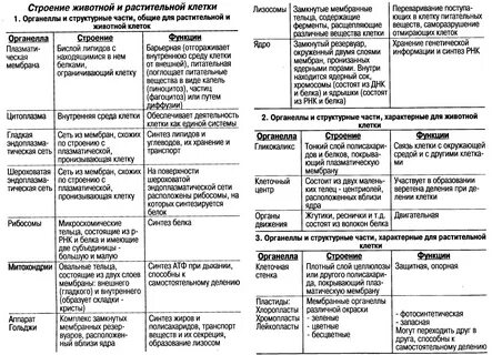 Функции органоидов клетки животного