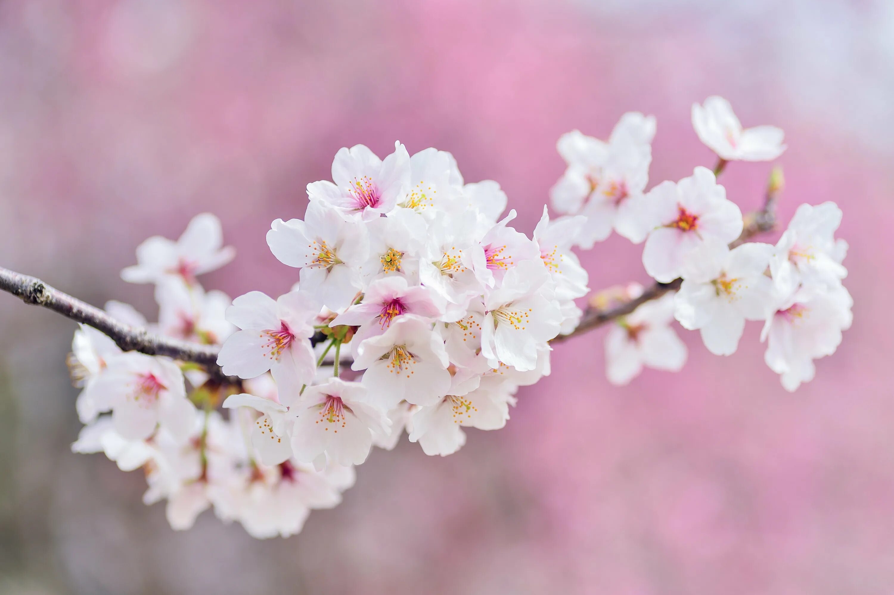 White blossoms. Черри блоссом цветок. Сакура черри блоссом. Цветение Сакуры. Цветущая Сакура.