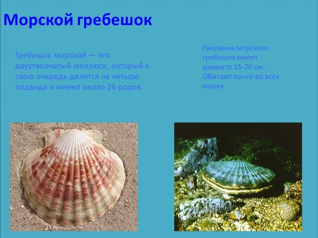 Морские загадки. Загадки ракушки. Стих про ракушку. Загадки ракушки. Загадки ракушки.