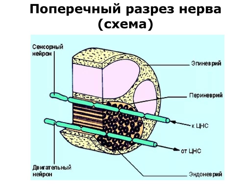 Внутреннее строение нерва. Строение нерва на поперечном разрезе. Поперечный разрез периферического нерва препарат. Нерв в поперечном разрезе схема. Схема строения периферического нерва.