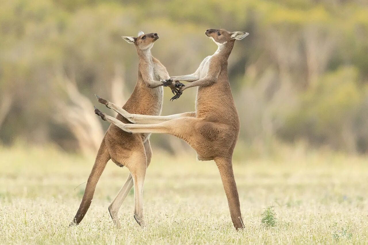 Comedy Wildlife Photography Awards 2021. Конкурса comedy Wildlife Photography Awards. Смешные животные. Лучшие приколы животными