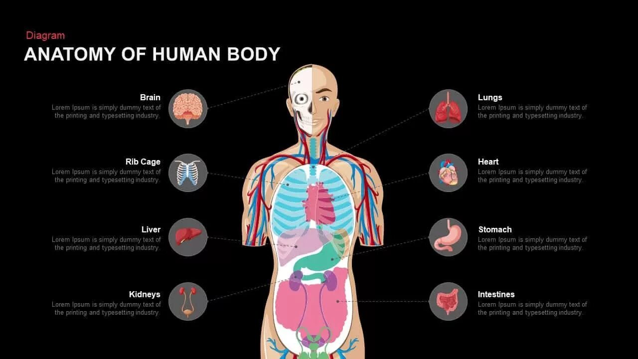 Anatomy презентация. Human body structure. Органы на английском. Human structure