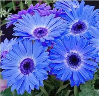 100Pcs/Pack Gerbera Daisy Seeds Majorette Blue Halo Fragrant image 0.