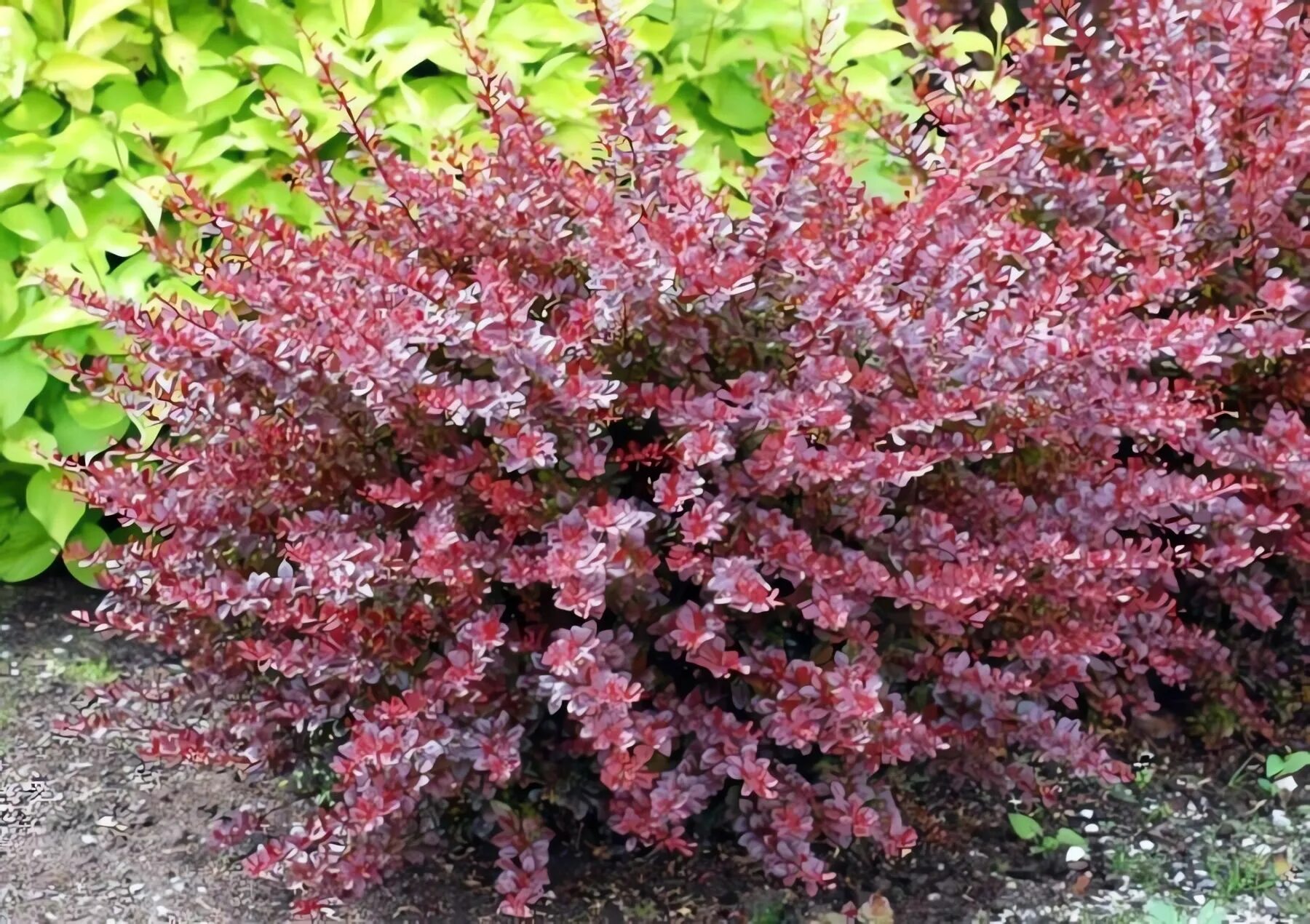 Барбарис тунберга 'Atropurpurea' контейнер 7,5л Niv в Москве и области - купить 