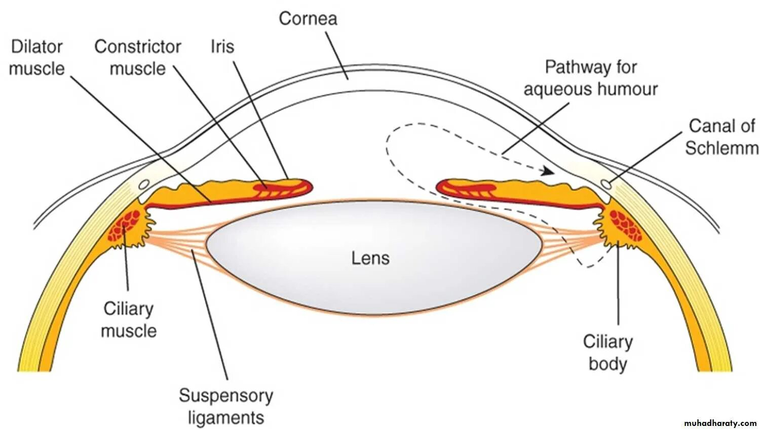 Ресничная мышца глаза функции. Строение цилиарной мышцы глаза. Ресничное тело глаза строение. Реснитчатое тело глаза строение. Анатомия глаза цилиарное тело.