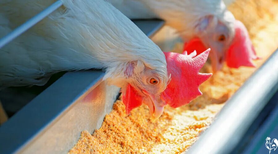 Broiler chicken feed. Куры несушки. Птиц уничтожают домашние животные. Клевать зерно. Куры несушки на птицефабрике.
