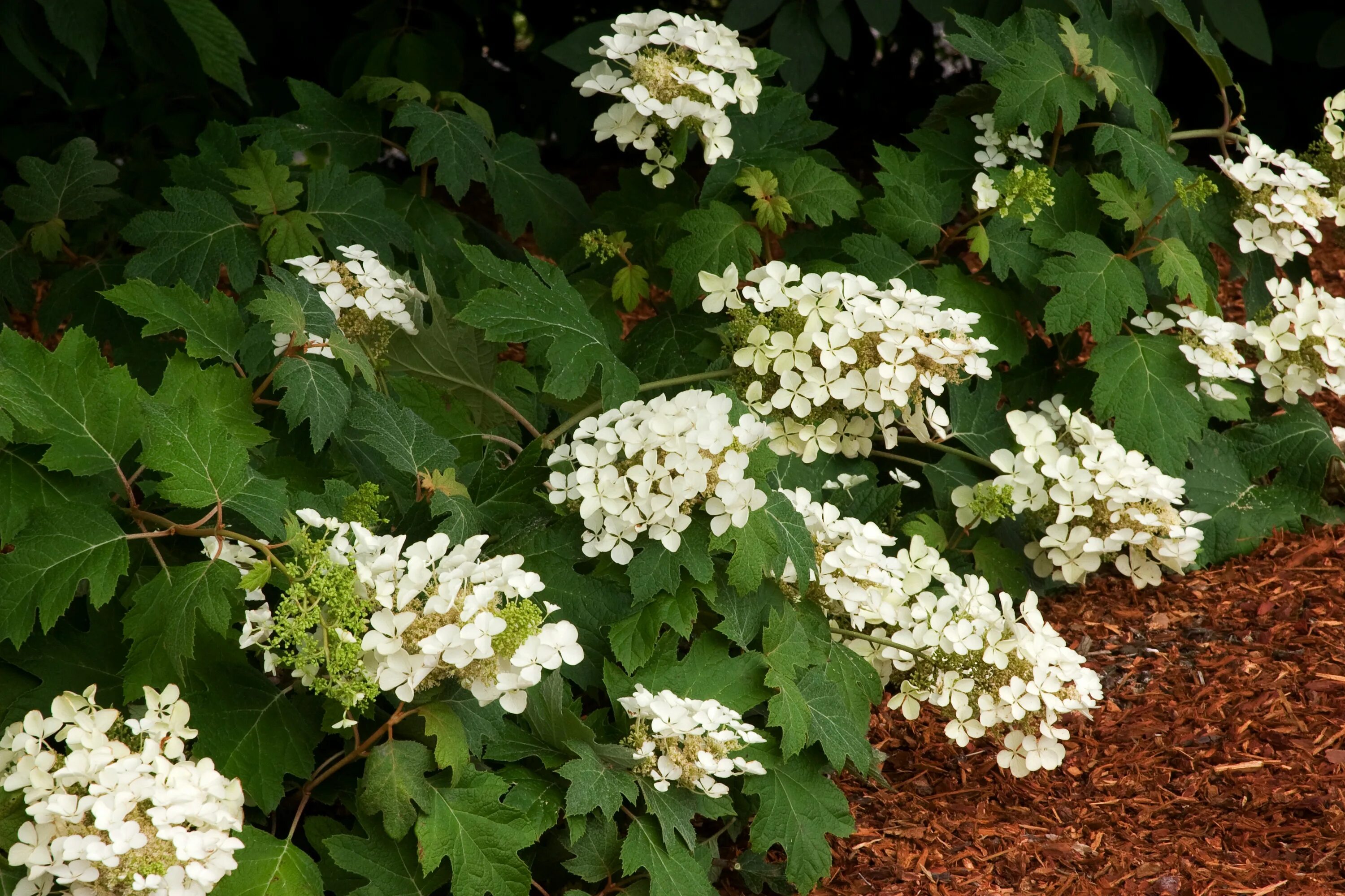 File:Hydrangea quercifolia double-flowered.jpg - Wikimedia Commons