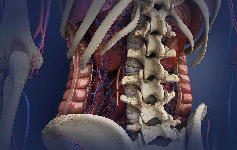 Кт пояснично-крестцового отдела позвоночника. Мрт пояснично-крестцового отдела позвоночника. Кт анатомия поясничного отдела позвоночника. Позвонки пояснично крестцового отдела. Органы крестцового отдела