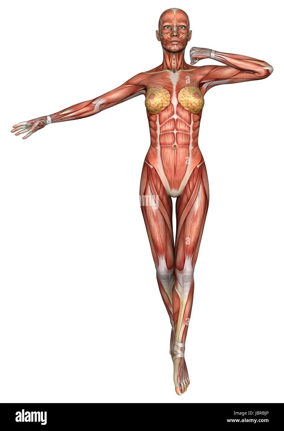 Female visualizer