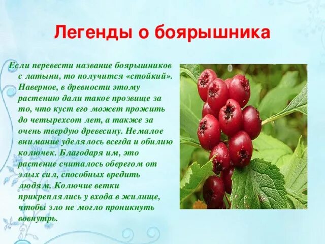 Сколько есть боярышника