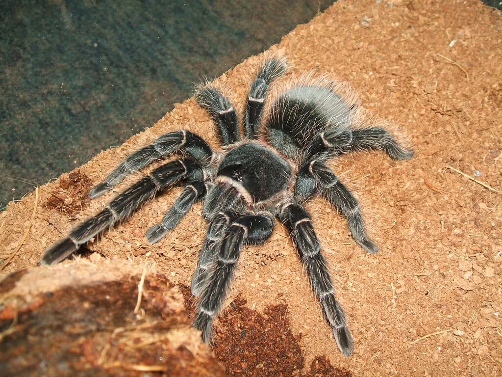 Ласиодора парахибана. Паук Lasiodora parahybana. Lasiodora parahybana паук птицеед самка. Бразильский розовый птицеед (Lasiodora parahybana). Лошадиный паук