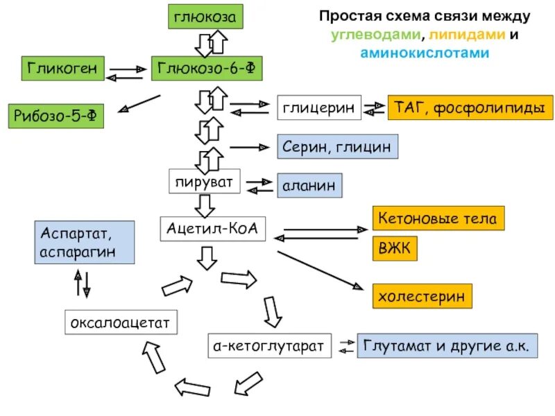 Холестерин и глюкоза. Схема глюкоза пируват. взаимосвязь обмена углеводов, липидов, аминокислот (схема).. синтез глюкозы из аминокислот и глицерина. синтез пирувата из аминокислот.