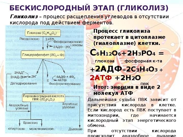 Сколько атф в кислородном этапе. Этапы энергетического обмена гликолиз. Второй этап энергетического обмена гликолиз происходит в. Гликолиз какой этап энергетического обмена. Этапы энергетического обмена схема ЕГЭ.