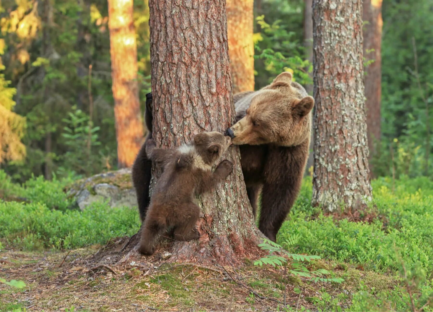 Жизнь медведей в лесу. Медведь и белка. Медвежонок. Белочка и Медвежонок. Медведица с медвежатами.