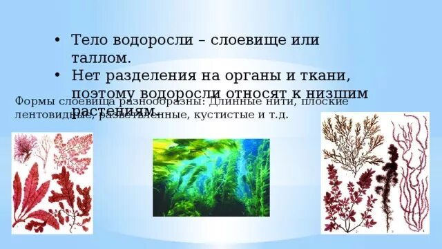 Три организма водоросли. Ткани водорослей. Формы слоевища водорослей. Водоросли ткани и органы. Водоросли имеют органы.