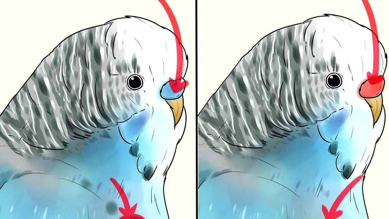 Как различить самка или самец волнистого попугая. Волнистый попугай отличие самца от самки. Волнистый попугай самка или самец. Как понять волнистый попугай самка или самец.