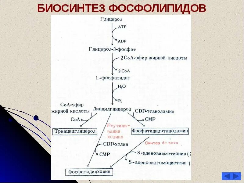 Пути синтеза фосфоглицеридов. Биосинтез фосфолипидов в печени. Обмен фосфолипидов распад Биосинтез. Реакция образования фосфолипидов.