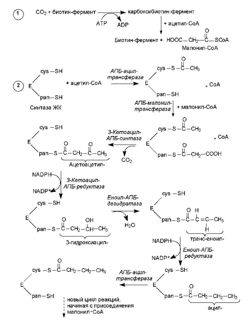 Биосинтез мономеров. Синтез высших жирных кислот схема. Синтез жирных кислот схема. Биосинтез жирных кислот пальмитиновой. Биосинтез высших жирных кислот схема.