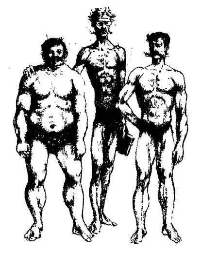 конституция человека составляющие