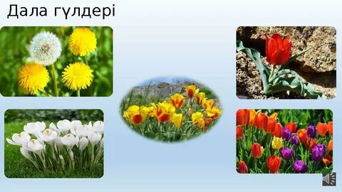 Дэвид Блл Гей