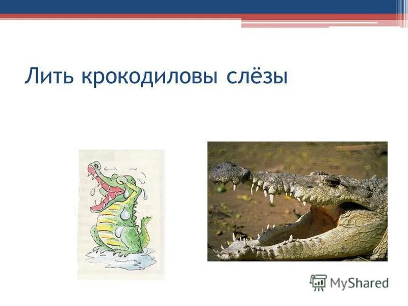 Крокодиловы слезы текст впр. Крокодиловы слезы текст впр