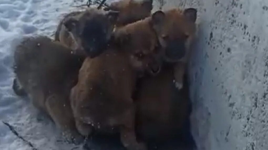 Каких животных спасает жир от холода