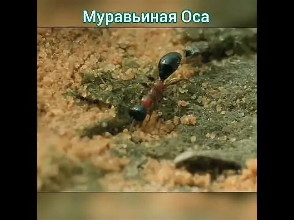 Муравьиные бега пики. Муравьиный мозг. Спасение муравья из ручья.