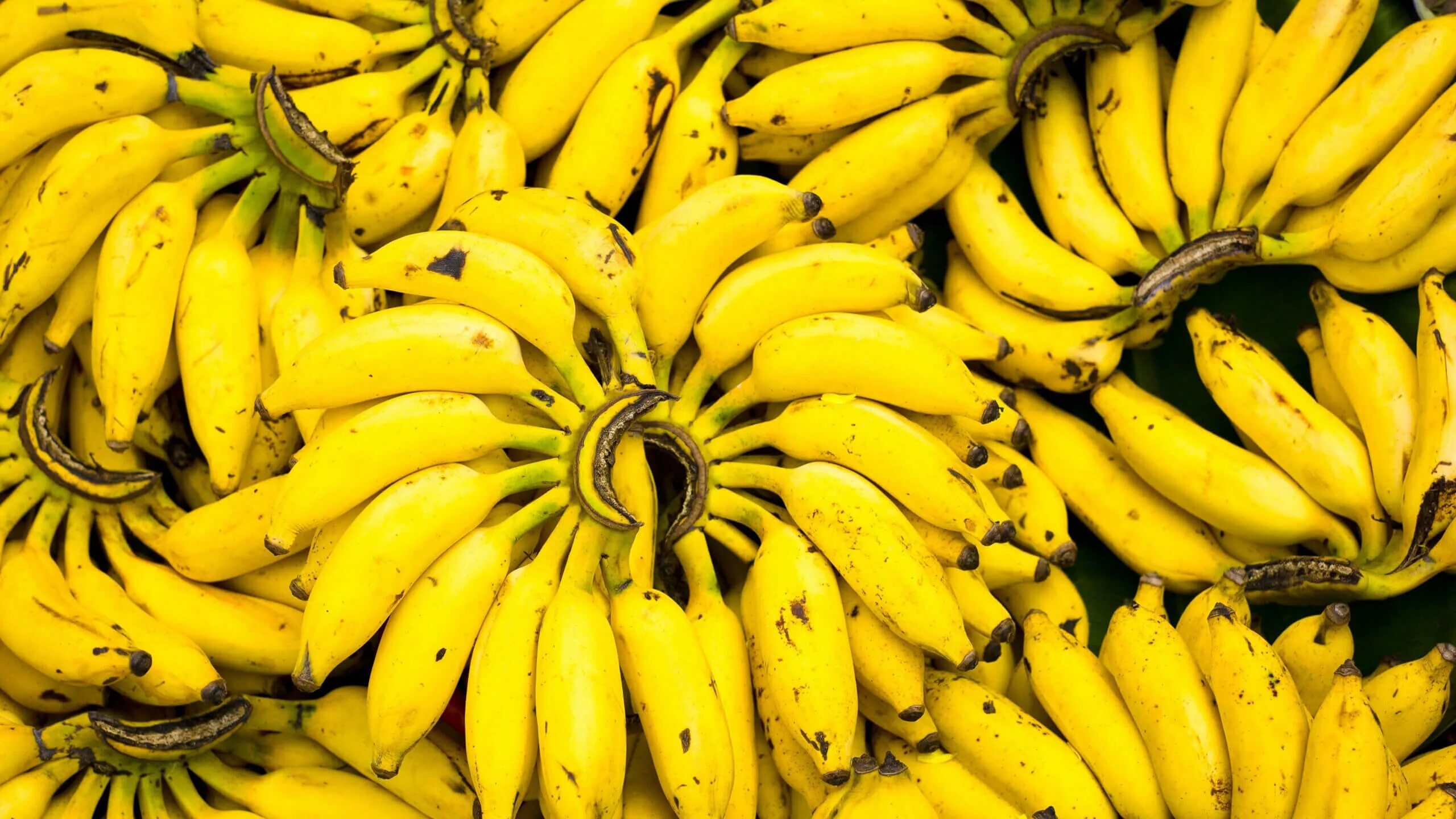 Бананы Уругвай. Фрукты банан. Бананы фон. Красивый банан.