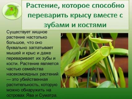 Проект по биологии 9 класс растения