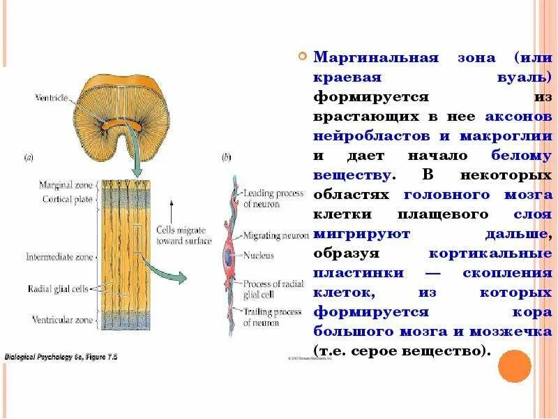 Головной мозг образован клетками. Плащевой слой мозга. Белое вещество состоит из аксонов. Краевая вуаль образована. Маргинальная зона это в медицине.