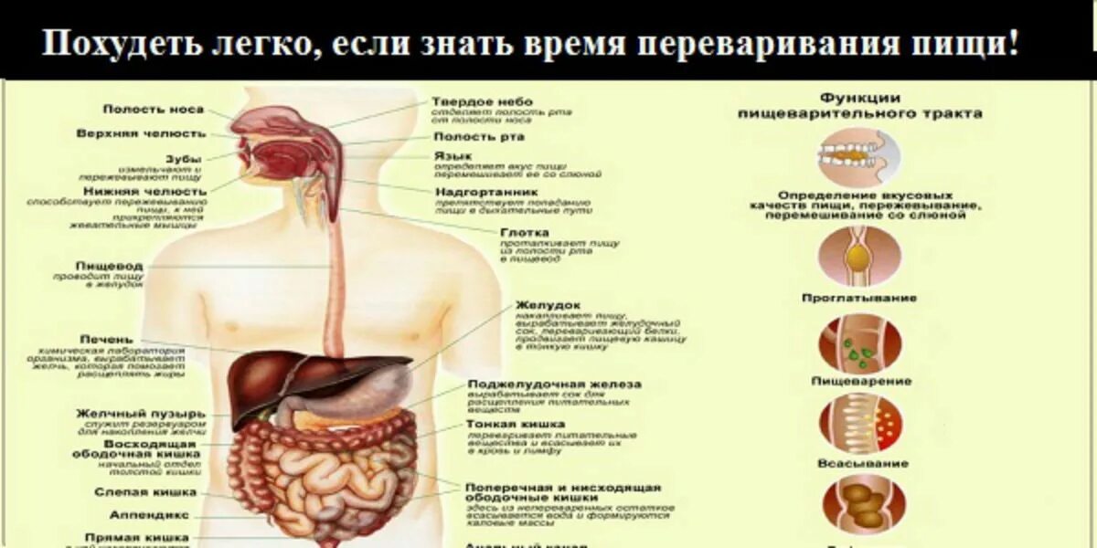 Сколько переваривается пища. Таблица переваривания пищи. Сколько переваривается пища в желудке.